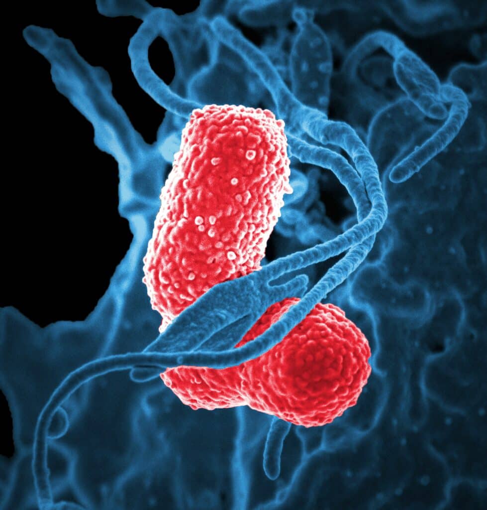 Le microbiote intestinal